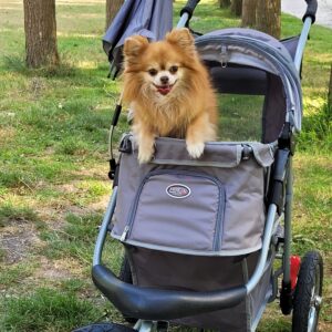 A small dog in a dog stroller with air tires