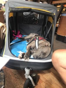 Staffordshire Bull Terrier resting in a large dog buggy