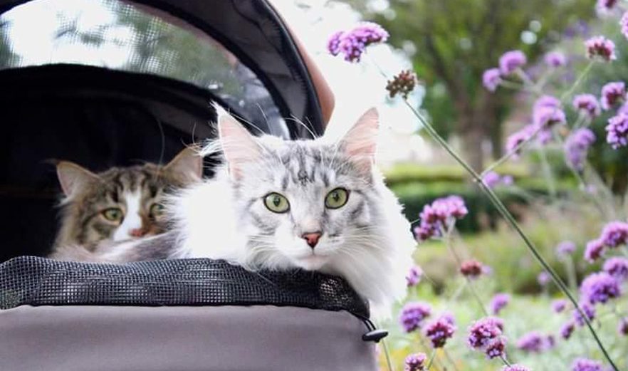 Dog stroller or cat stroller?