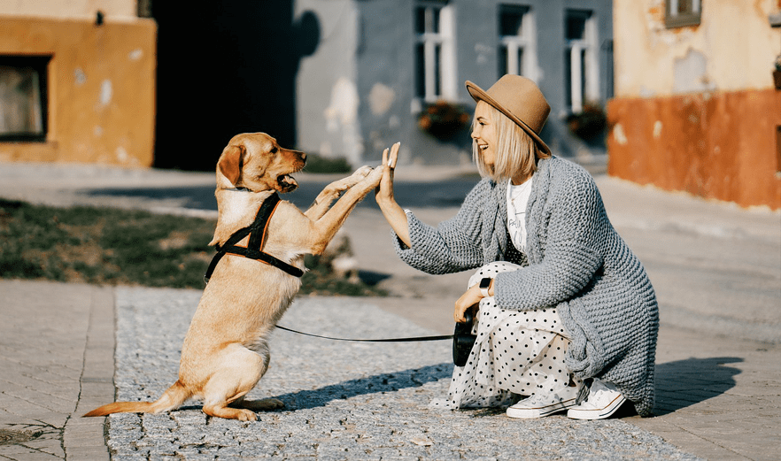 How to plan a dog friendly holiday
