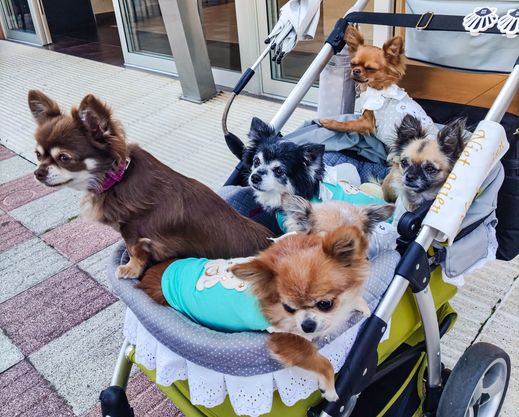 Secondhand dog stroller