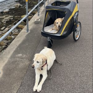 Labrador hondenbuggy