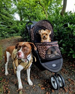 Buggy puppy socialising