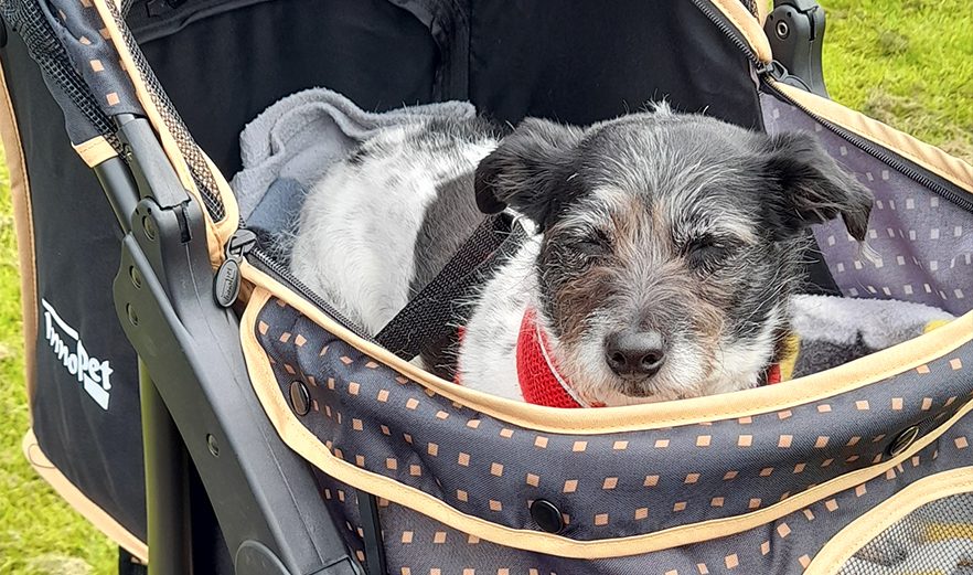 Adoptiehond Lucy en haar InnoPet hondenbuggy