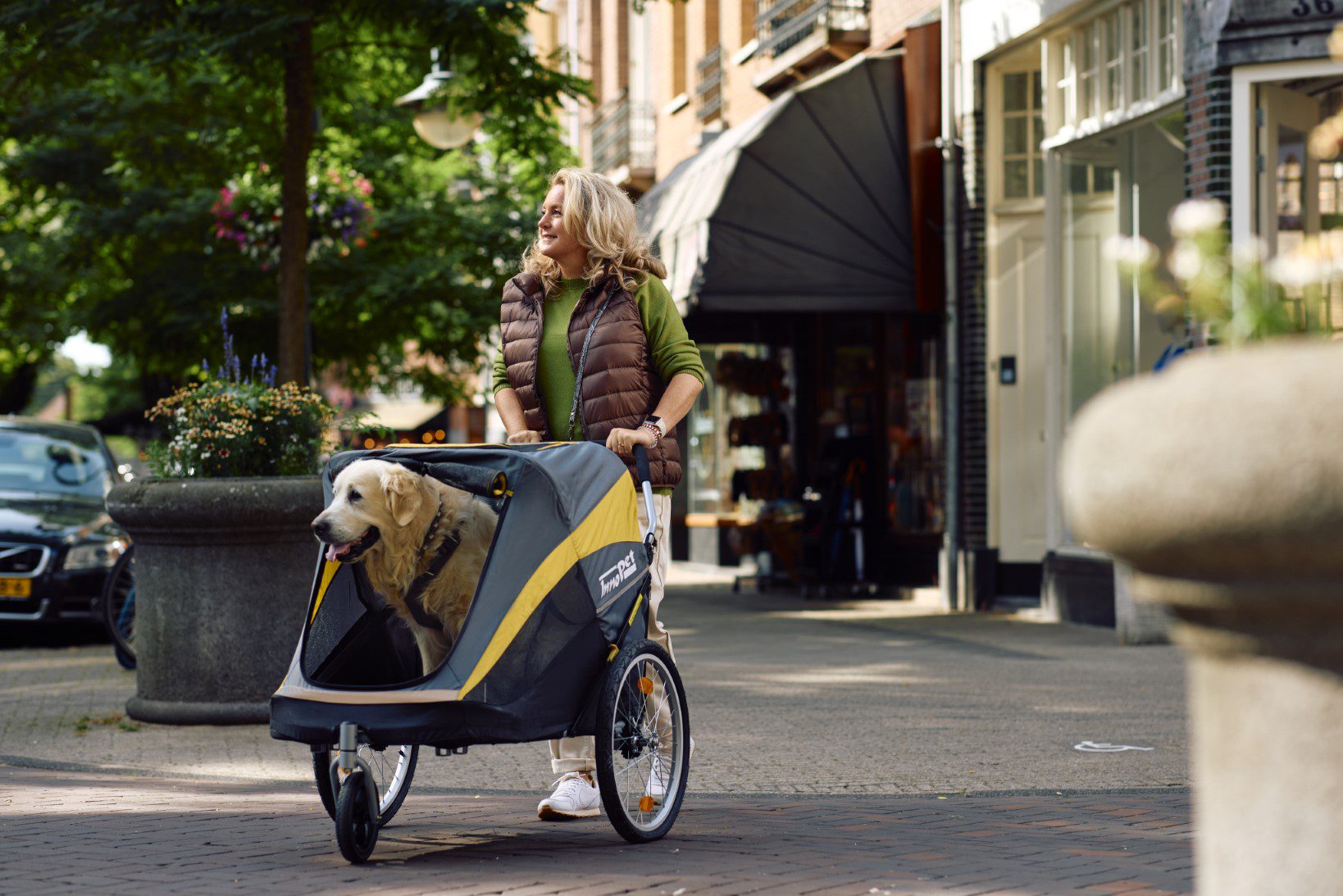 Golden retriever in hondenbuggy