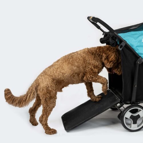 MEdium sized dog with mobility issues walks into a dog wagon with the help of a ramp