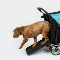 MEdium sized dog with mobility issues walks out of a dog wagon with the help of a ramp