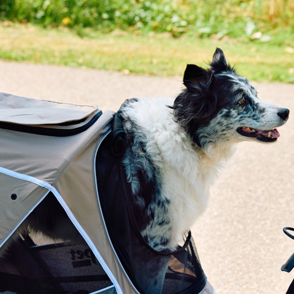 a border collie enjoying the innopet bike trailer sporty evolution latte