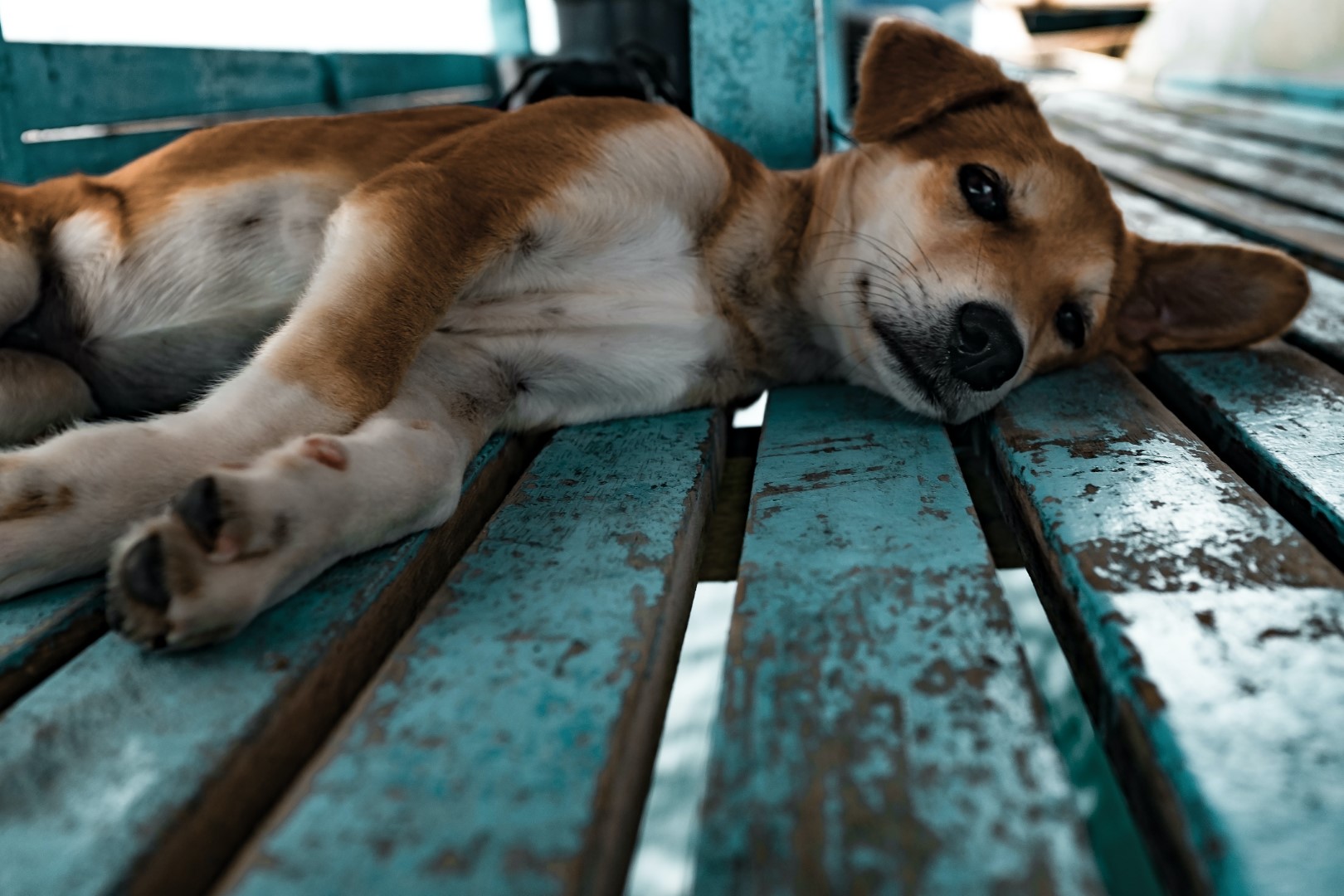Three signs to spot arthritis in your dog