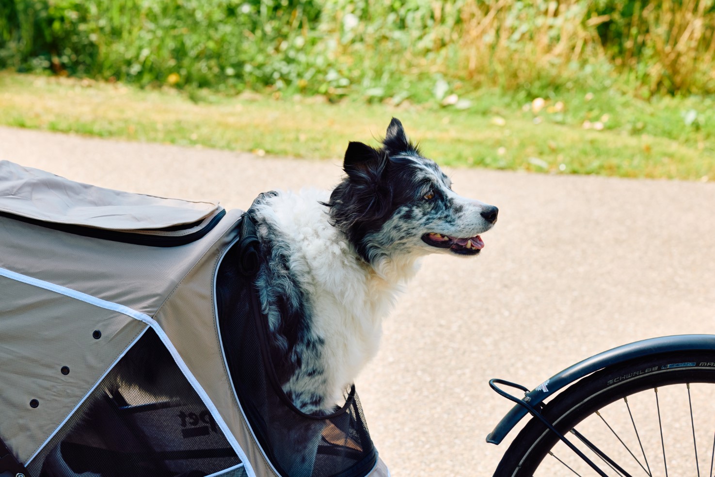innopet-dog-bike-trailer-sporty-evolution-latte-border-collie
