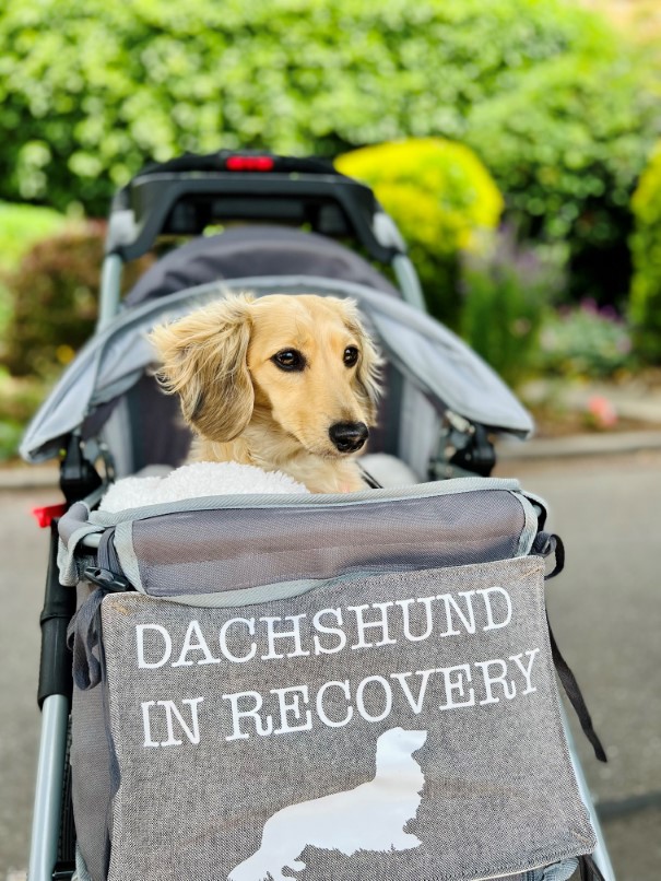 Discover the dog pram - InnoPet