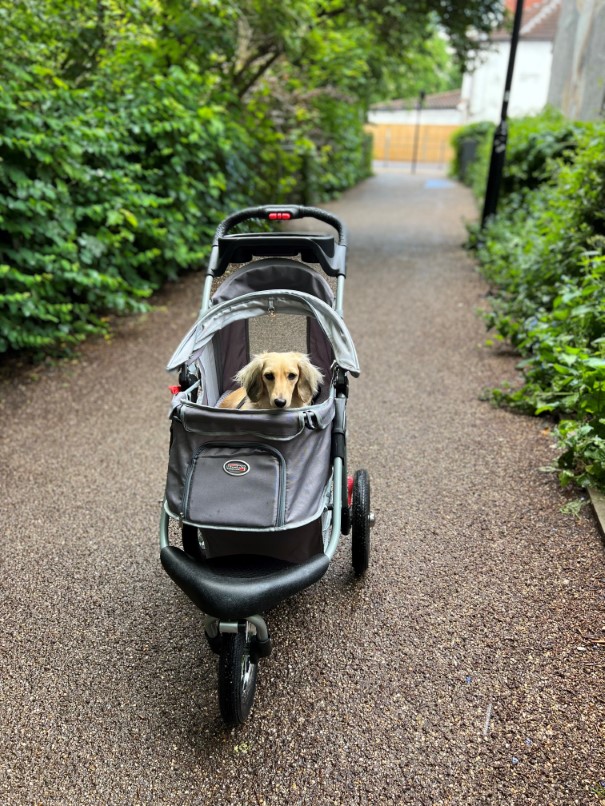 Discover the dog pram - InnoPet