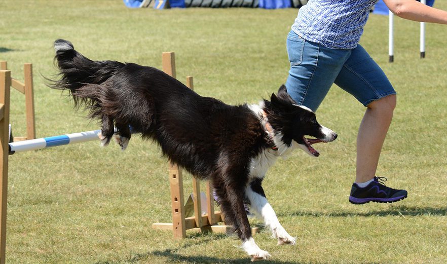 Dog shows; not just a beauty contest