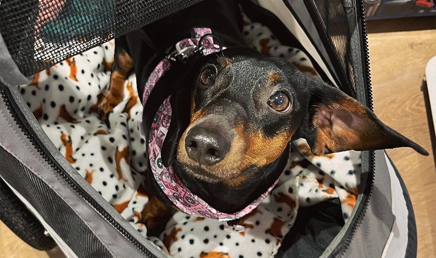 Nervous dog: Lotje can relax again in her dog buggy