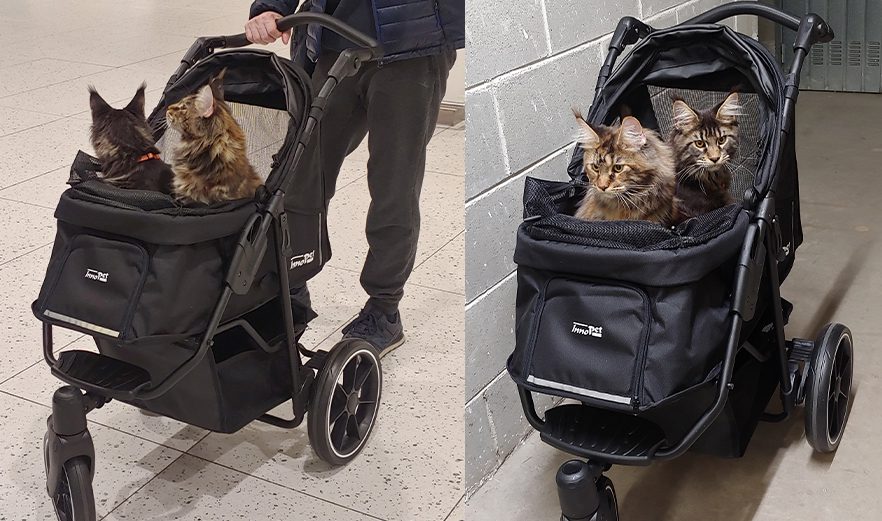 Convenient carrier for Main Coon cats