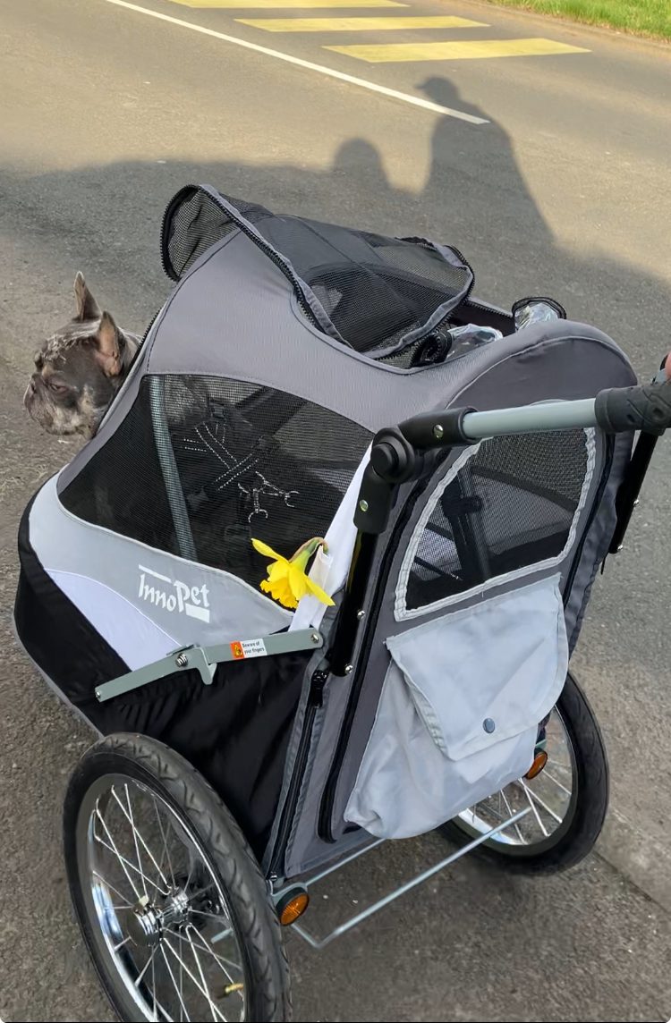 When your dog doesn’t like their stroller