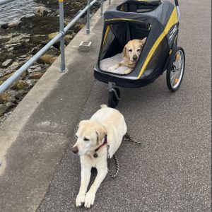 Labrador dog trailer