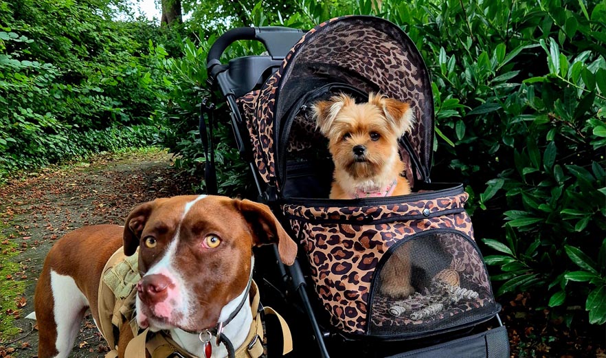 Puppy Kimbo and his cheetah print stroller