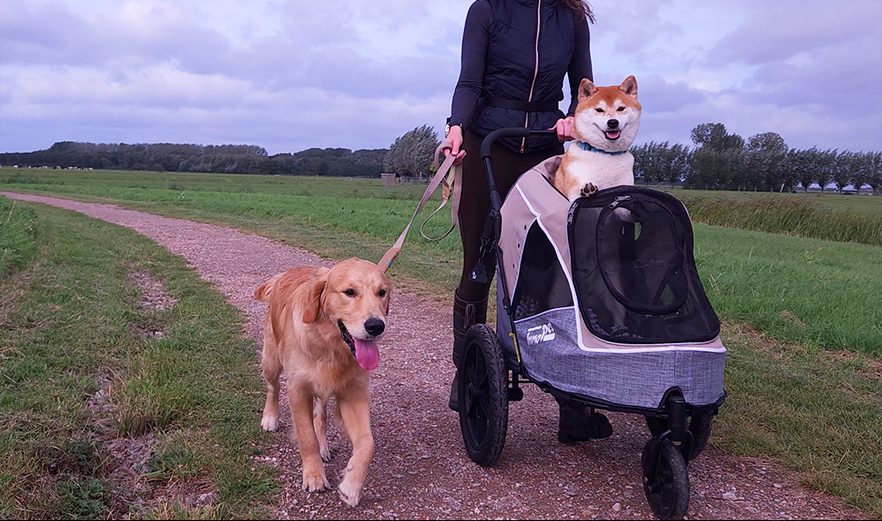 4 Tips: walking your dog next to the stroller