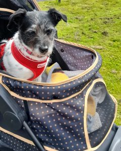 Rescue dog Lucy has an injury and can still go on adventures in her dog stroller